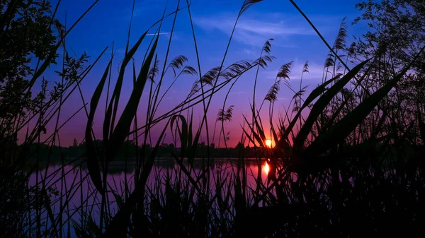 Ländliche Landschaft Morgengrauen Vor Einem See Silhouette Aus Pampasblumen Und — Stockfoto