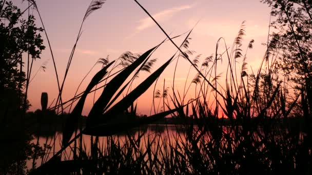Vegetationssilhouette Vor Einem See Ländliche Landschaft Bei Sonnenuntergang Oder Sonnenaufgang — Stockvideo