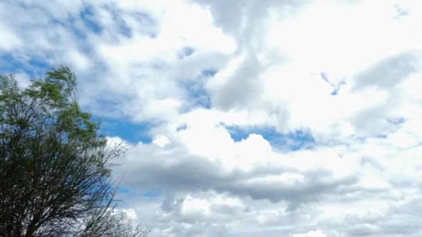 Cumulonimbus Chmury Poruszające Się Powoli Niebie Gałęzie Drzew Kołyszące Się — Wideo stockowe