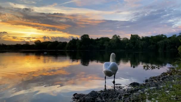 Swan Edge Lake Sunrise Reflecting Water Beautiful Sky Colorful Clouds — Stock Video