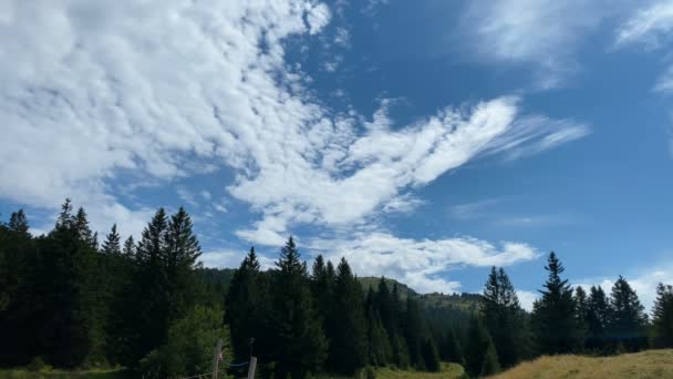 丘の上に森がある風景 木の上の澄んだ空に雲が届く — ストック動画