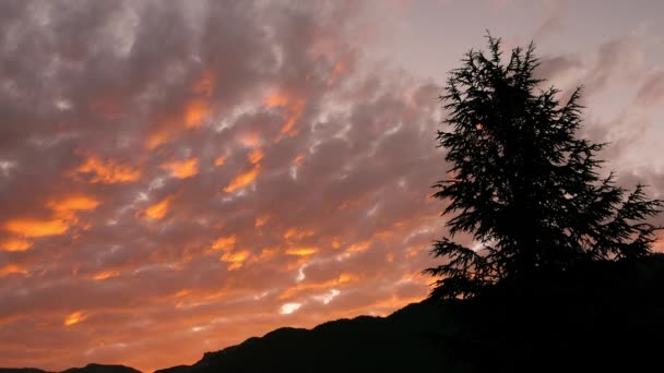 Силуэт Ели Драматическим Небом Восходе Солнца Небо Покрыто Густыми Облаками — стоковое видео