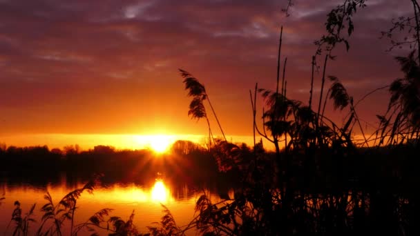 Silhouette Von Pampasgras Vor Einem See Helle Sonne Horizont Verschwommen — Stockvideo