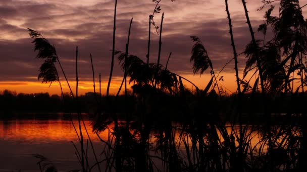 Nahaufnahme Der Silhouette Von Pampasgras Vegetation Vor Dem Wasser Eines — Stockvideo