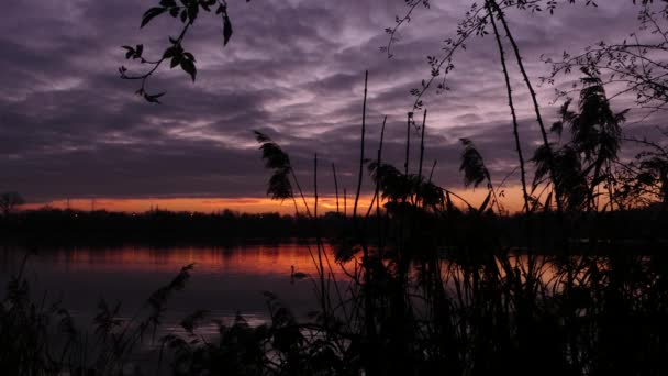Passage Swan Lake Water Bird Sunrise Dramatic Sky — Stock Video