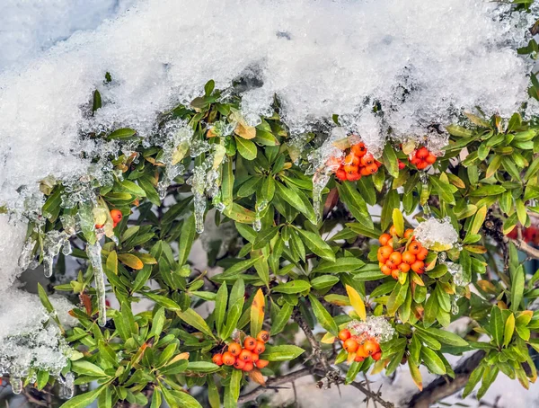 Bacche Rosse Sotto Neve Nel Periodo Natalizio Canada — Foto Stock
