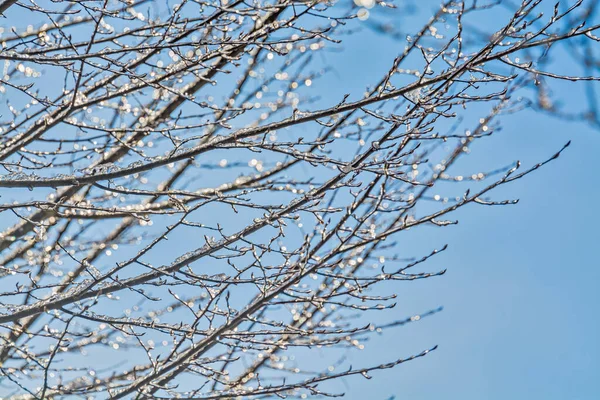 Ice glazed tree branches in sun light on blue sky background.