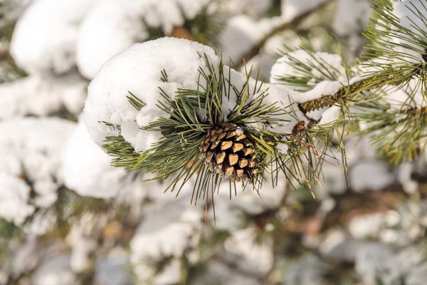 Κώνο Από Ελάτη Κλαδί Καλυμμένο Χιόνι Μια Φύση Για Χειμερινή — Φωτογραφία Αρχείου