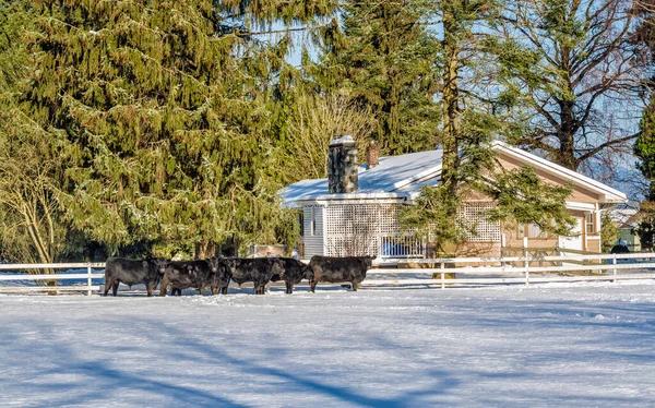 Live stock-farm on winter season with black cattle herd on the snow. Live farming field in snow with farmers house nearby