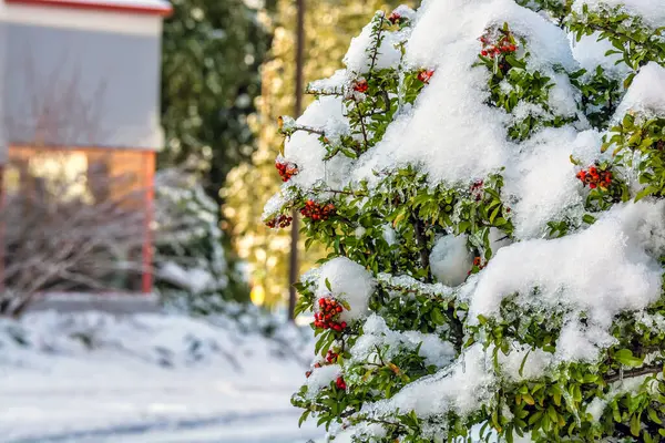 Bacche Rosse Sotto Neve Nel Periodo Natalizio Canada — Foto Stock