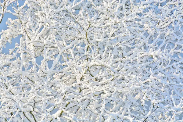 Υφή Φόντο Των Κλαδιών Δέντρων Στο Χιόνι — Φωτογραφία Αρχείου