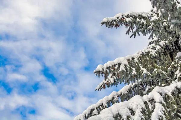 Rami Pino Nella Neve Sfondo Cielo Blu — Foto Stock