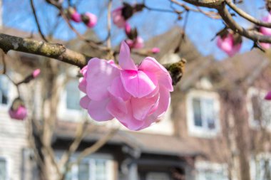 Konut arka planında çiçek açan manolya ağacı.