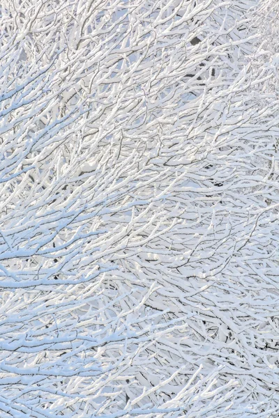 Textura Fondo Ramas Árboles Nieve — Foto de Stock