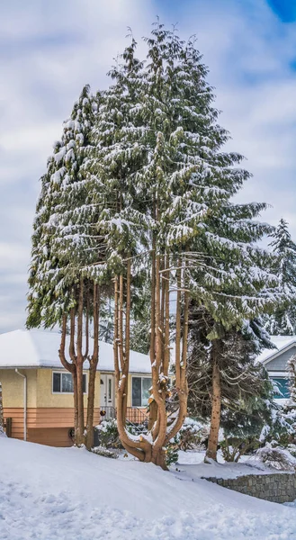 Decorative trees on land terrace in front of the family house. Trees in snow on front yard of residential house