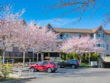 Düşük katlı konutların önünde çiçek açan kiraz ağaçları.