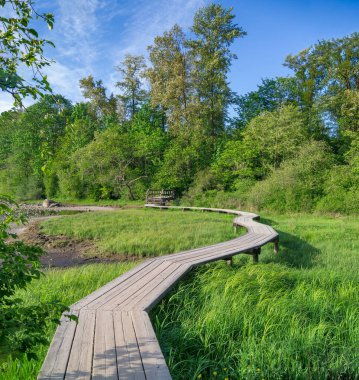 Rocky Point, Port Moody, Vancouver, Kanada 'da patika zemin.