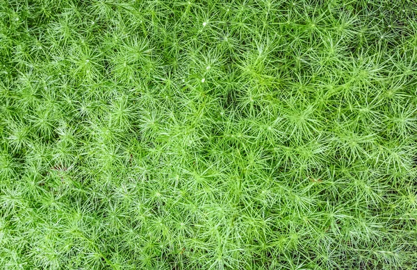 Декоративно Зеленые Листья Зеленой Травы Фон — стоковое фото