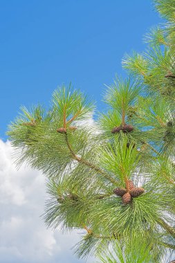Mavi gökyüzü arka planında çam kozalakları.