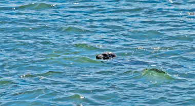 Vancouver yakınlarında Pasifik Okyanusu 'nda yüzen benekli kürk foku..