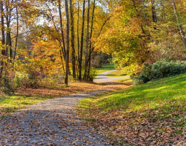 Bir parkta sarı ağaçlar arasında güneşli yürüyüş izi. Kanada'da sonbahar sezonu