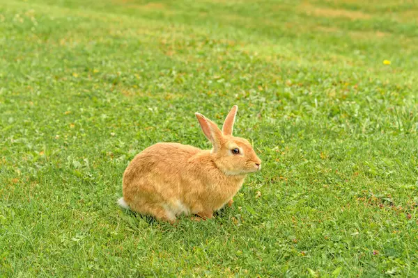 Peach rabbit in a wild on green lawn background.