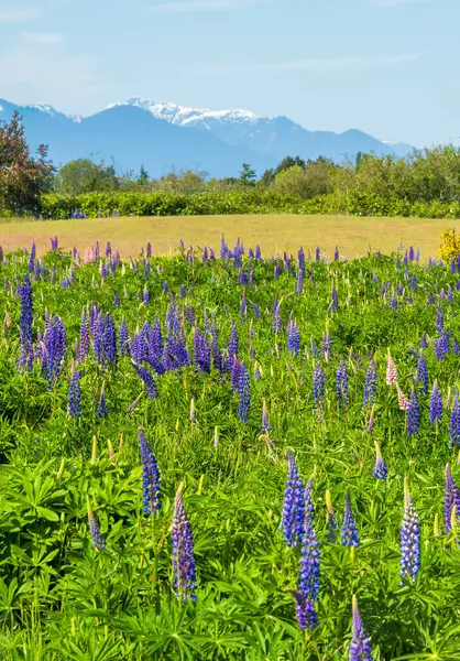 Sundial lupine flowers with mountain landscape and blue sky background. Lupinus perennis L.