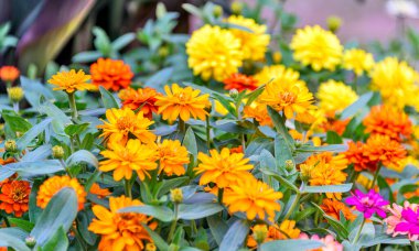 Zinnia çiçekleri, Asteraceae familyasındaki Heliantheae kabilesinin bir bitki cinsidir..