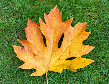 Bright yellow maple leaf on green grass background. clipart