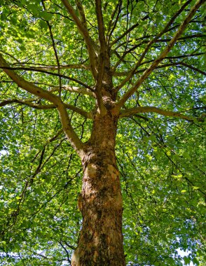 Akçaağaç korteks dokusu. Gökyüzü arka planında ağaç oyuğu ve yaprak.