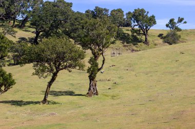 Fanal Ormanı. Madeira Sihirli Ormanı