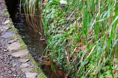 Madeira 'daki ormanda yol