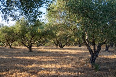 Girit, Yunanistan 'da güzel zeytin ağaçları