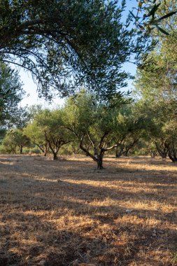 Girit, Yunanistan 'da güzel zeytin ağaçları