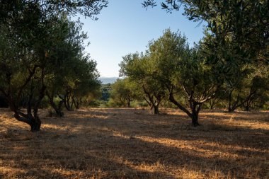 Girit, Yunanistan 'da güzel zeytin ağaçları