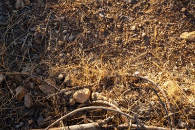 Kayalar ve sopalarla doğal kahverengi zemin