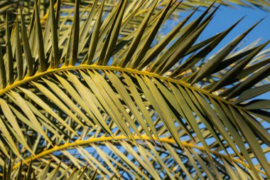 Girit 'te palmiye ağacı olan bir sokak.