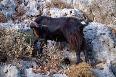 Girit dağlarında keçi