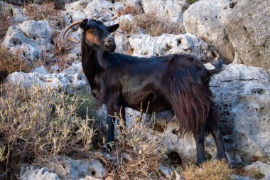 Girit dağlarında keçi