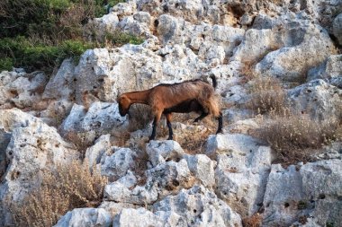 Girit, Yunanistan dağlarda keçi