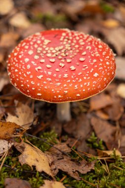 Ormanda kırmızı ölüm mantarı