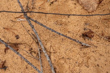 Doğal sonbahar ormanı