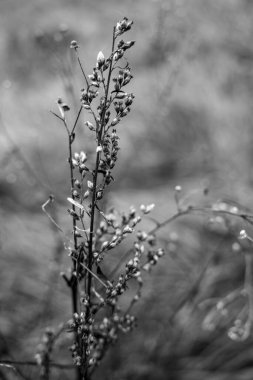 Bokeh arkaplanlı kurutulmuş çiçek.
