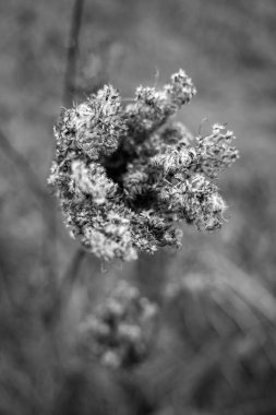 Bokeh arkaplanlı kurutulmuş çiçek.