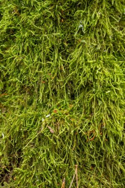 Ormanda doğal yosun.