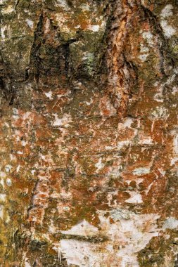 Ağacın doğal kabuğu.