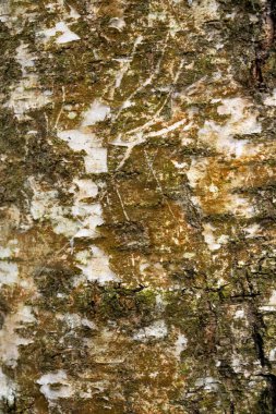 Ağacın doğal kabuğu.