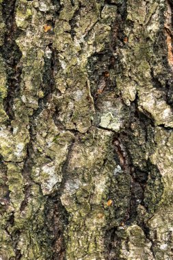 Ağacın doğal kabuğu.