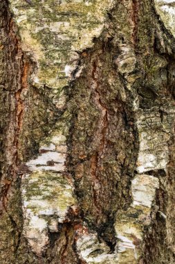 Ağacın doğal kabuğu.