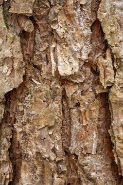 Ağacın doğal kabuğu.